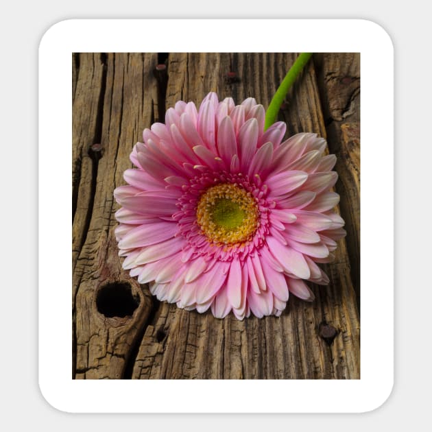 Pink Daisy On Old Boards Sticker by photogarry